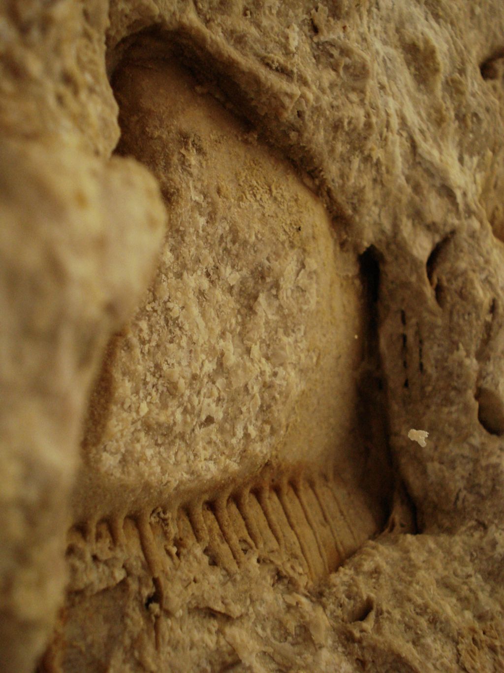 Determinazione fossile