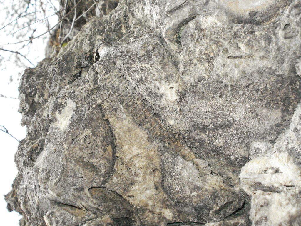 Determinazione fossile