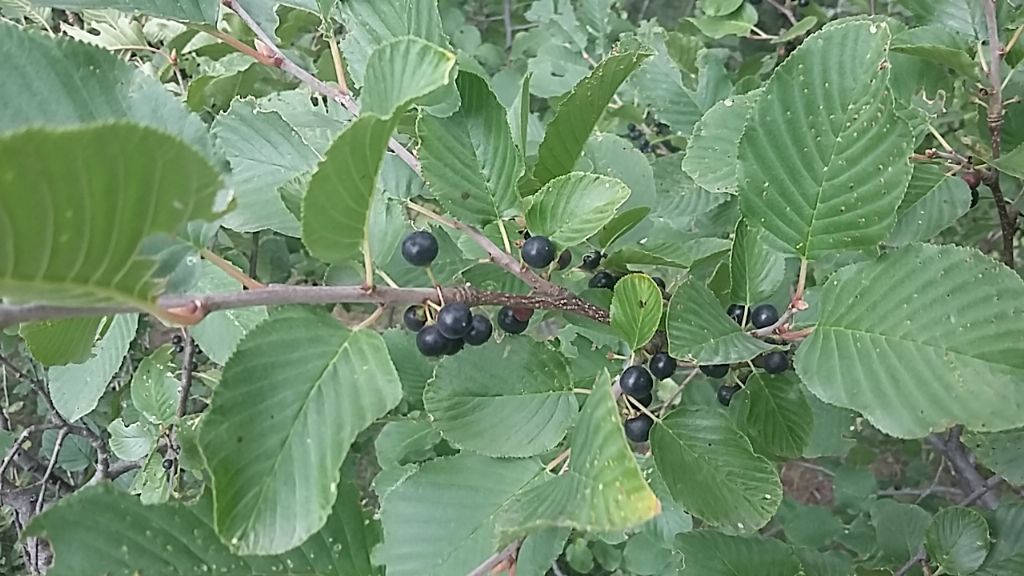 Atadinus alpinus (= Rhamnus alpina) (Rhamnaceae)