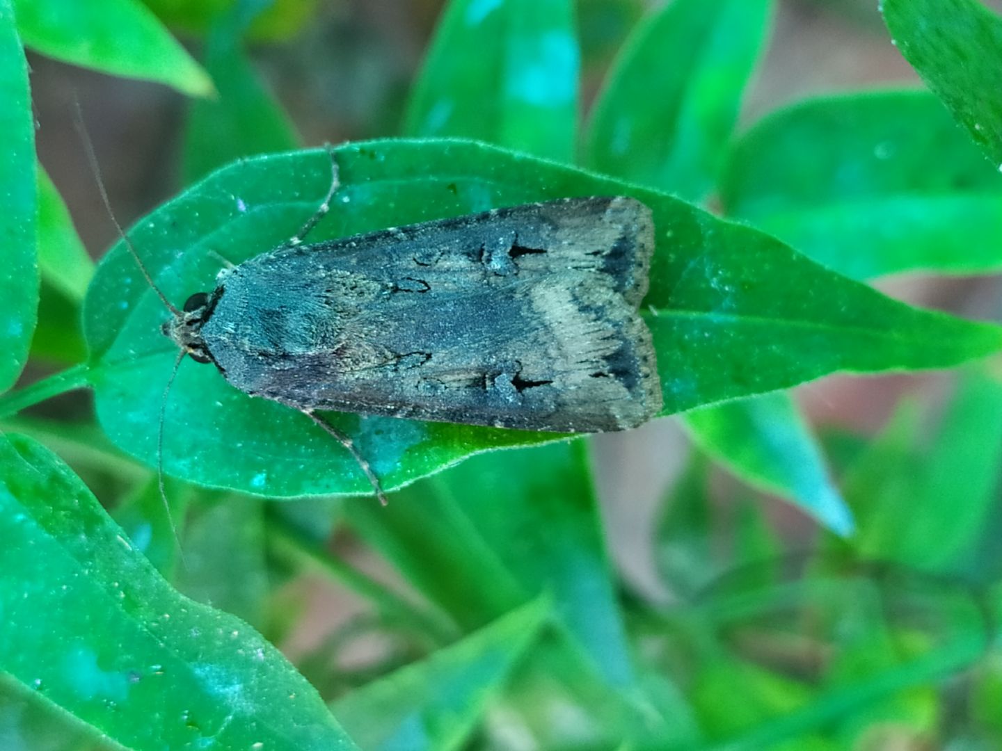 Noctuidae: Agrotis ipsilon