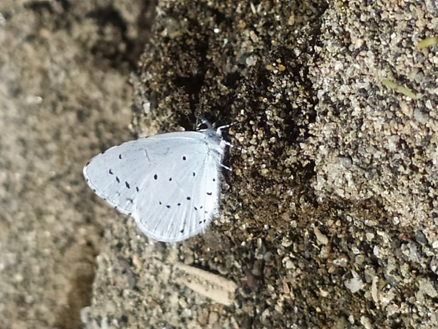 Celastrina argiolus -  Lycaenidae