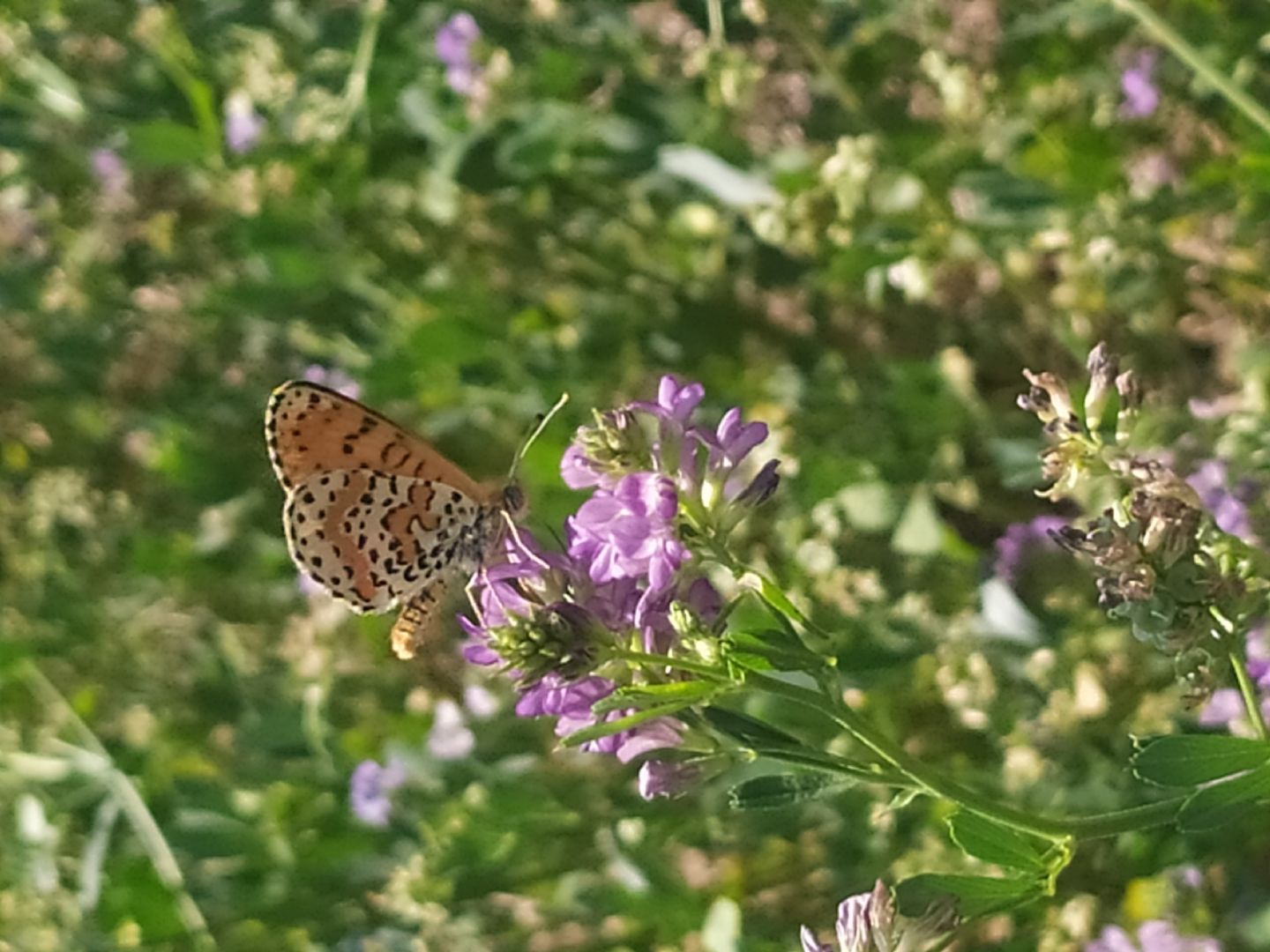 Melitaea didyma - Nymphalidae