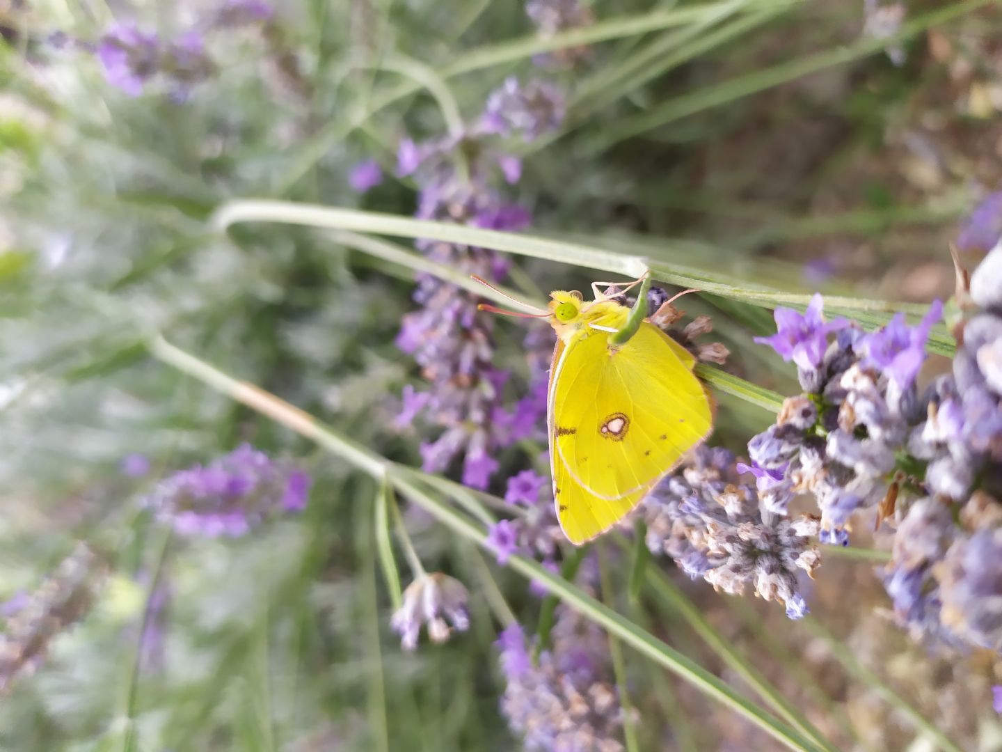 Identificazione colias