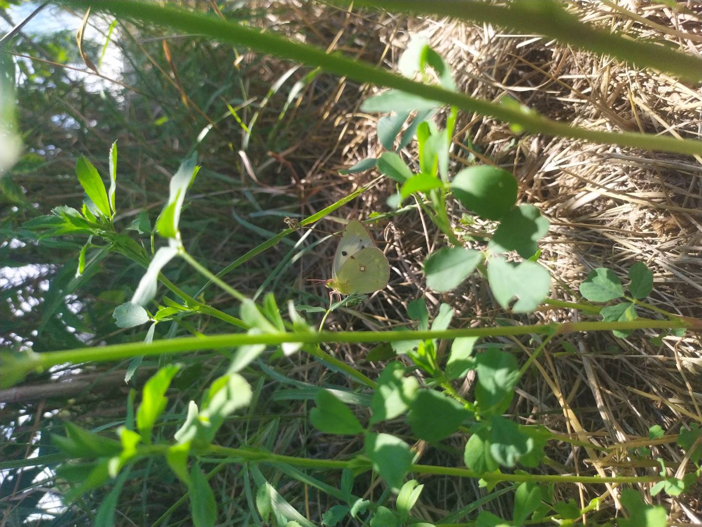 Identificazione colias