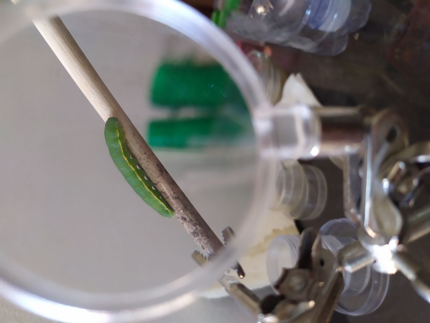 Identificazione colias