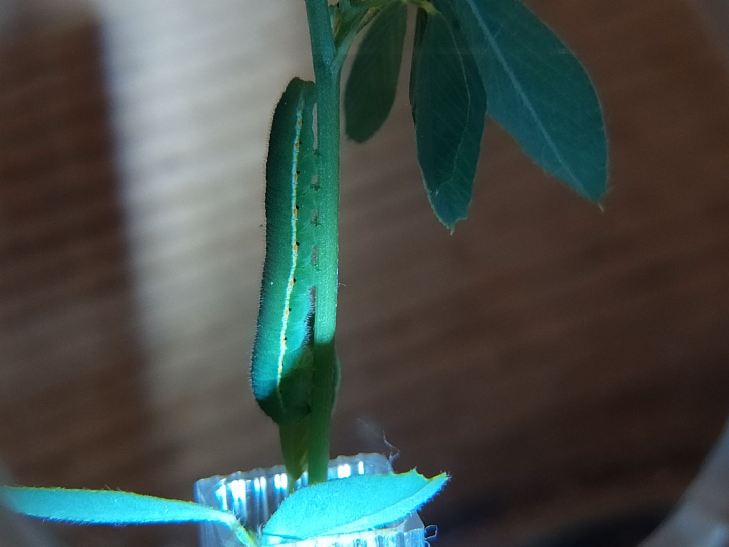 Identificazione colias