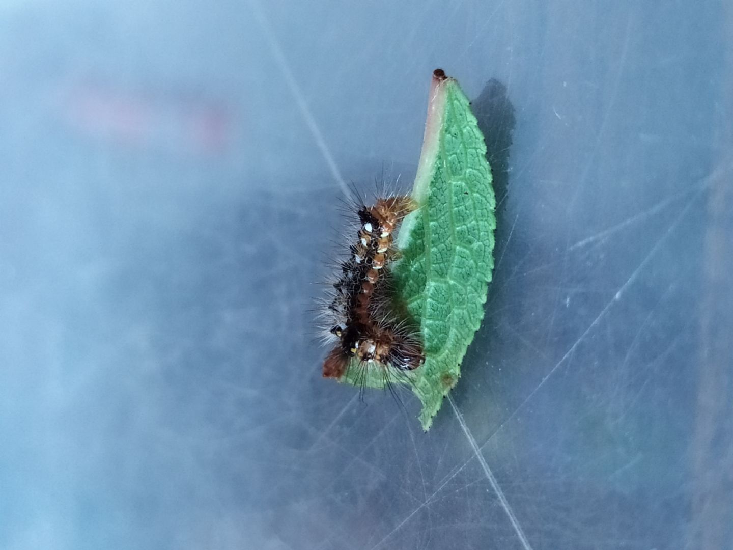 Identificazione bruco: Acronicta rumicis - Noctuidae