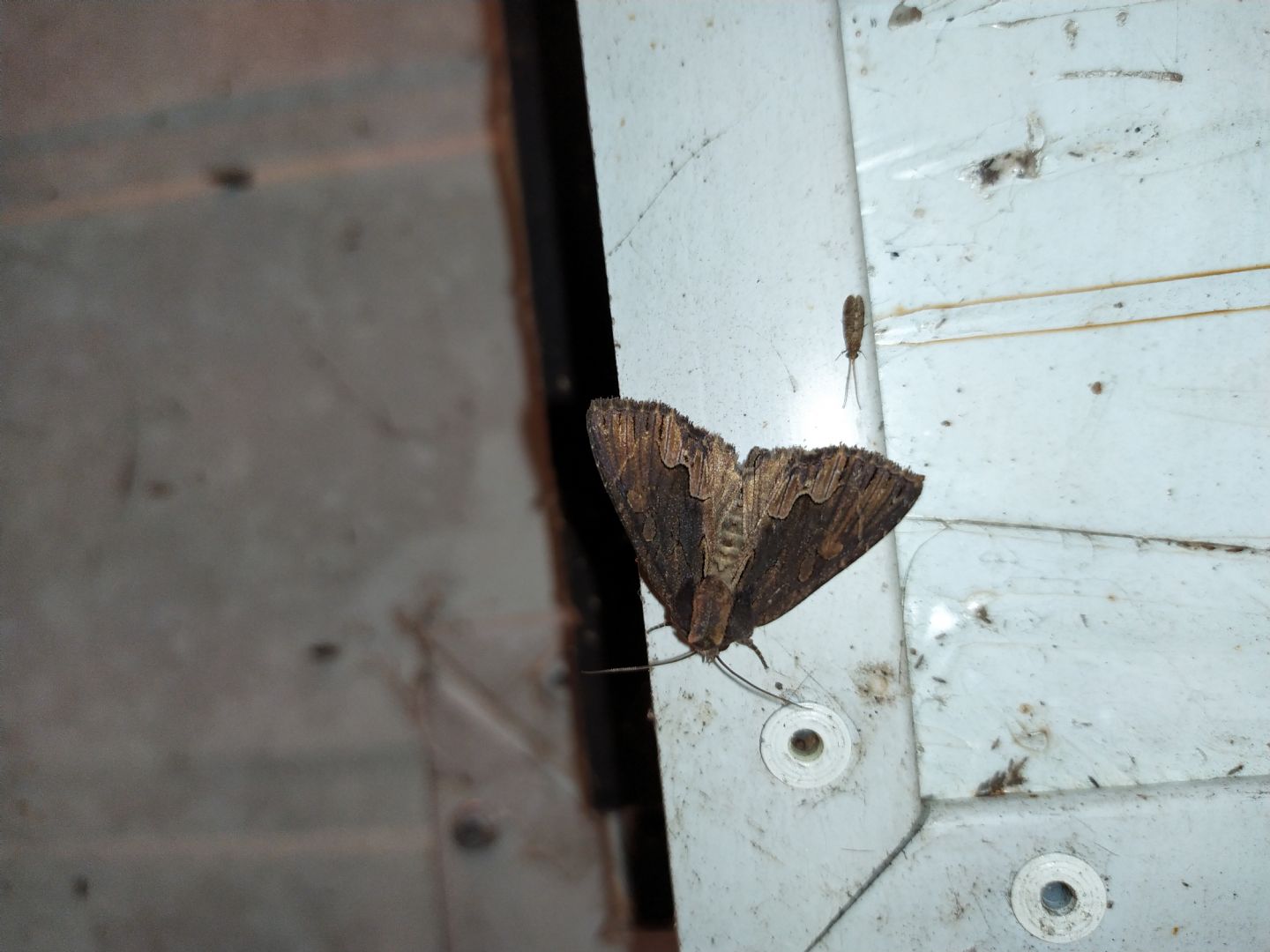 Dipterigia scabriuscula - Noctuidae