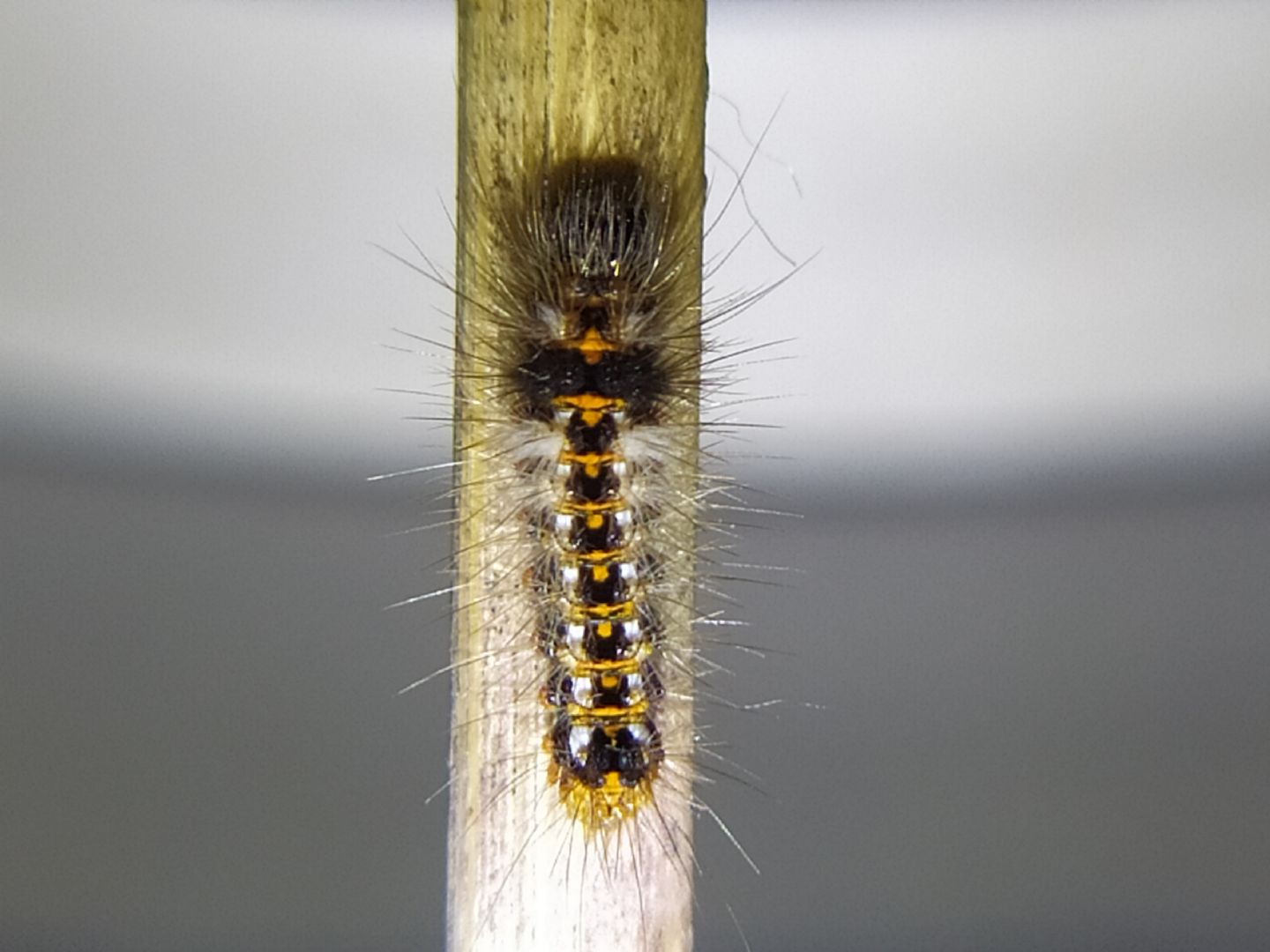 Identificazione bruco: Acronicta rumicis - Noctuidae