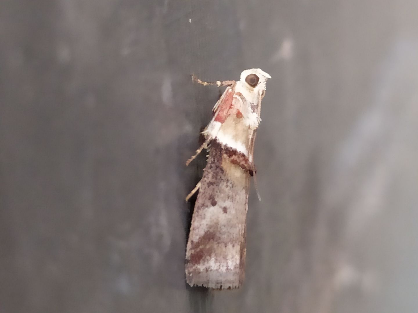 Identificazione falena: Acrobasis tumidana - Pyralidae