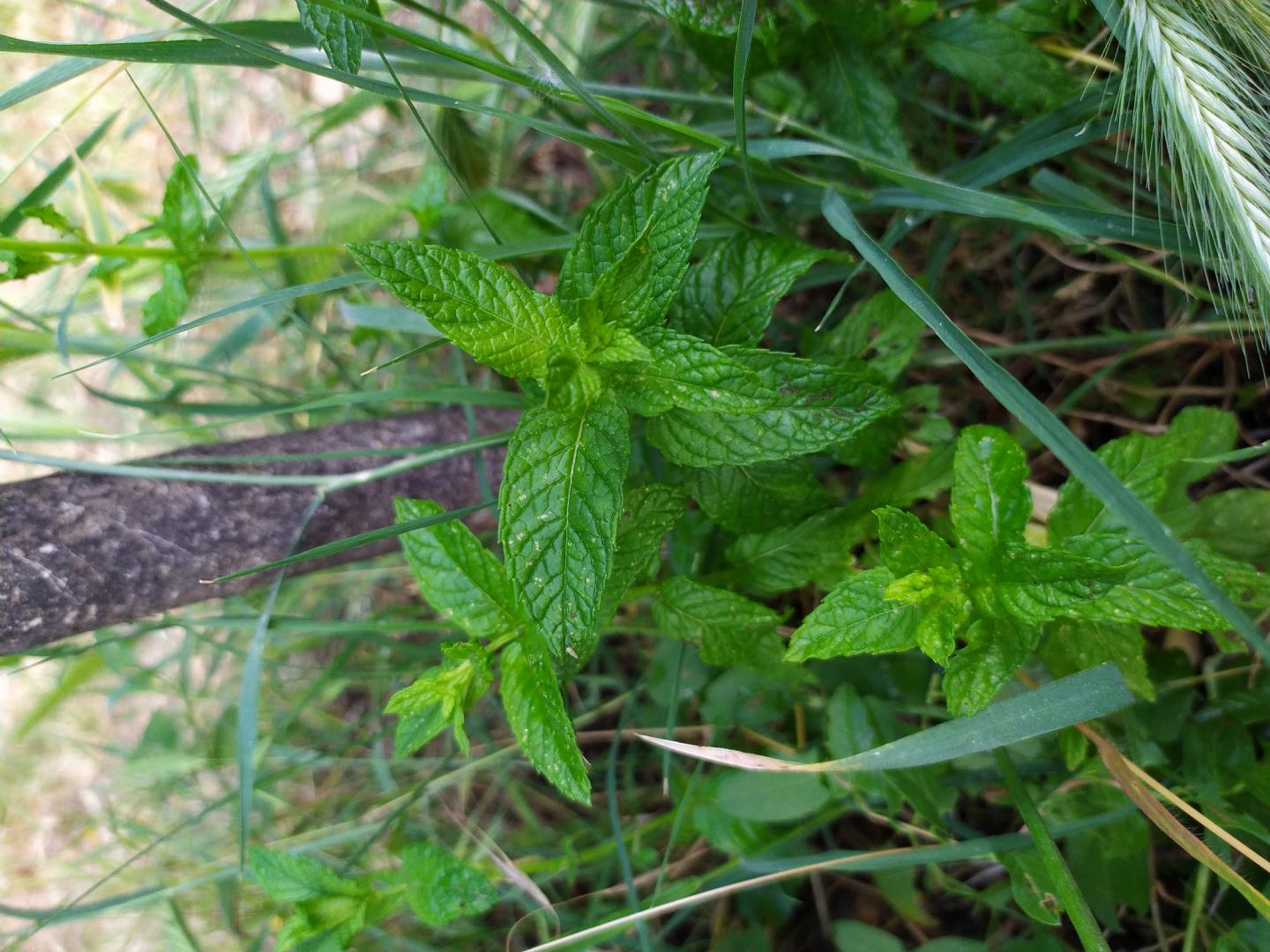 Menta piperita?