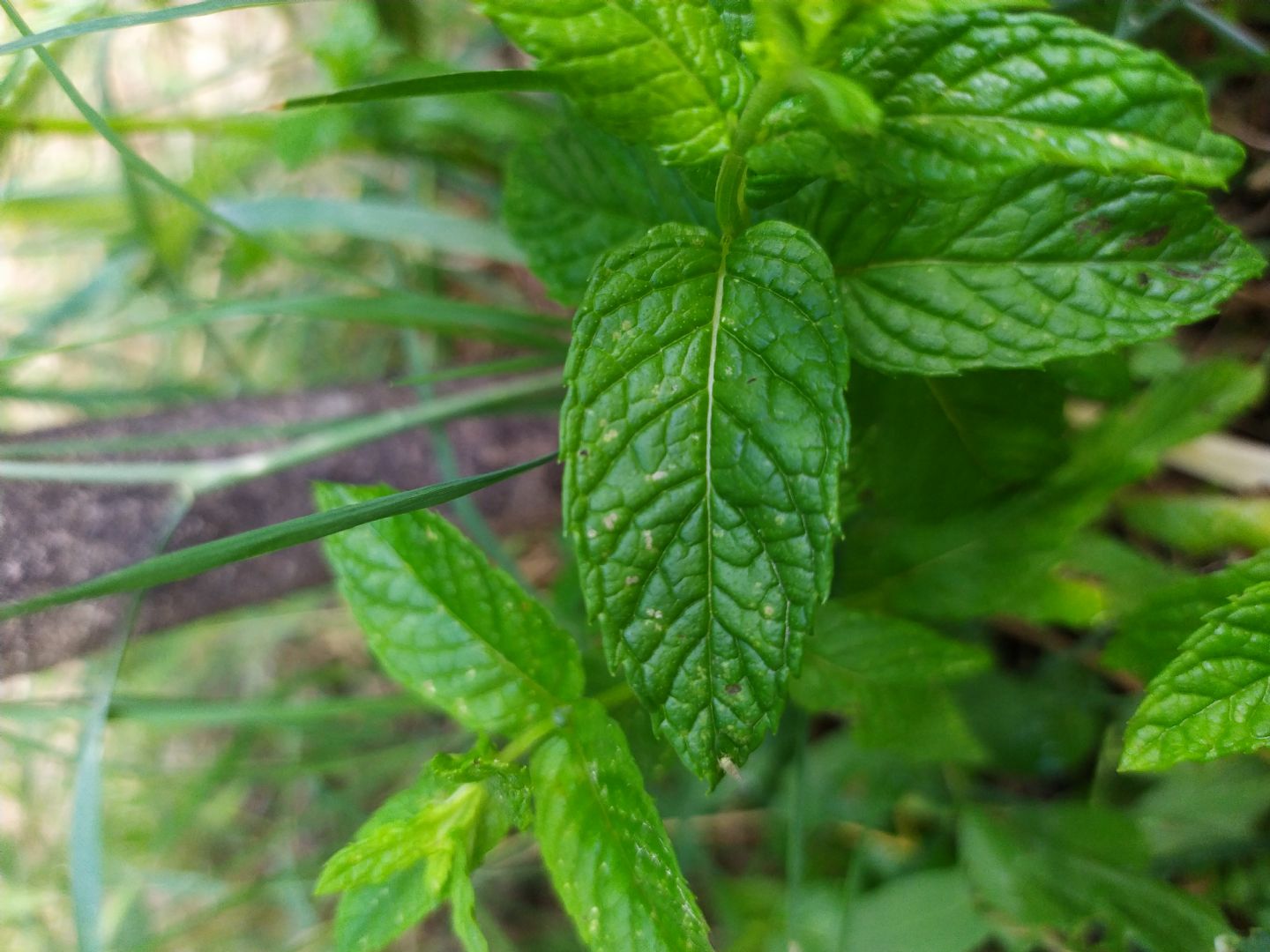 Menta piperita?