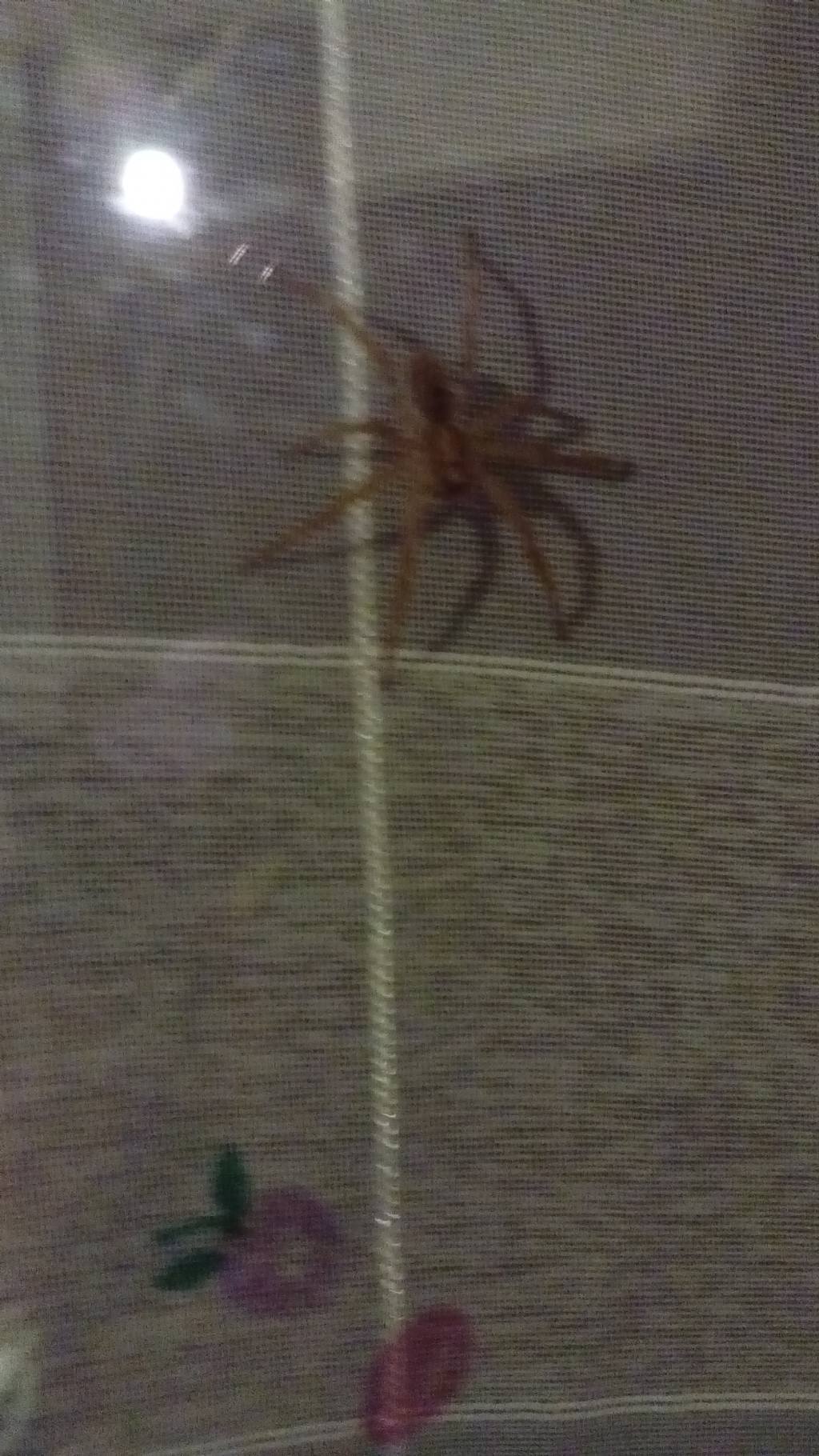 Zoropsis spinimana