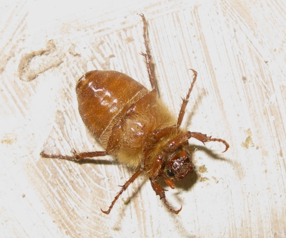 Melolonthidae? S, Holochelus fraxinicola (cfr.)