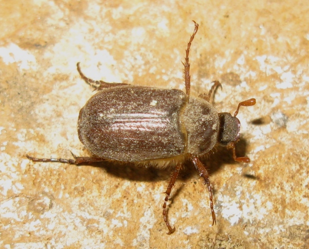 Melolonthidae? S, Holochelus fraxinicola (cfr.)