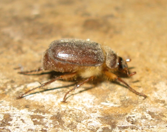 Melolonthidae? S, Holochelus fraxinicola (cfr.)