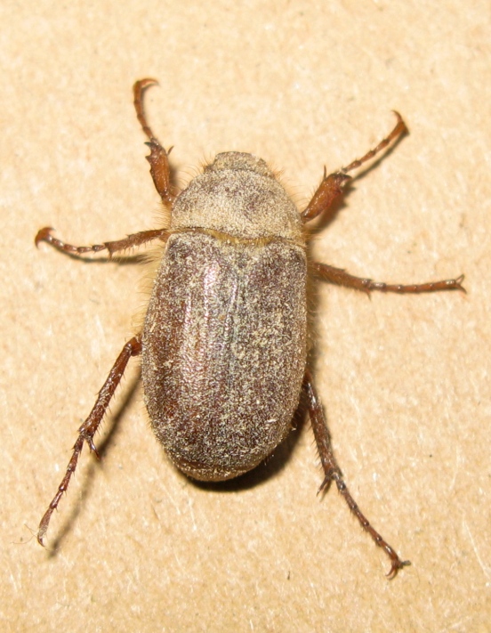 Melolonthidae? S, Holochelus fraxinicola (cfr.)