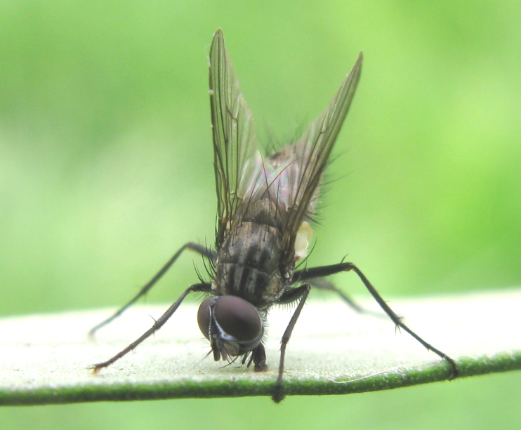 Maschio di Helina cfr. reversio (Muscidae)