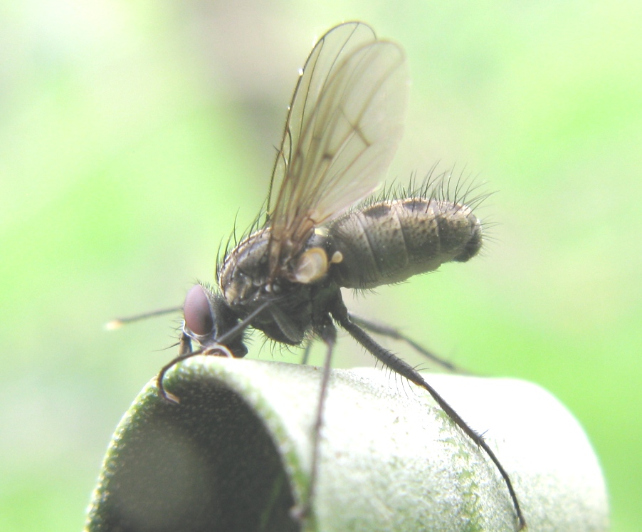 Maschio di Helina cfr. reversio (Muscidae)