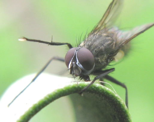 Maschio di Helina cfr. reversio (Muscidae)