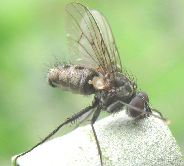 Maschio di Helina cfr. reversio (Muscidae)