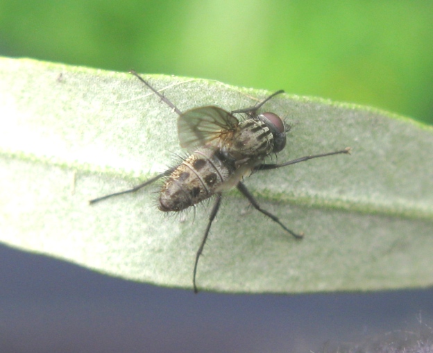 Maschio di Helina cfr. reversio (Muscidae)