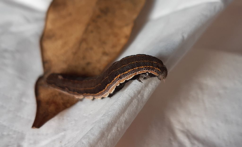 Bruco di Aedia leucomelas (Noctuidae) ?  S !