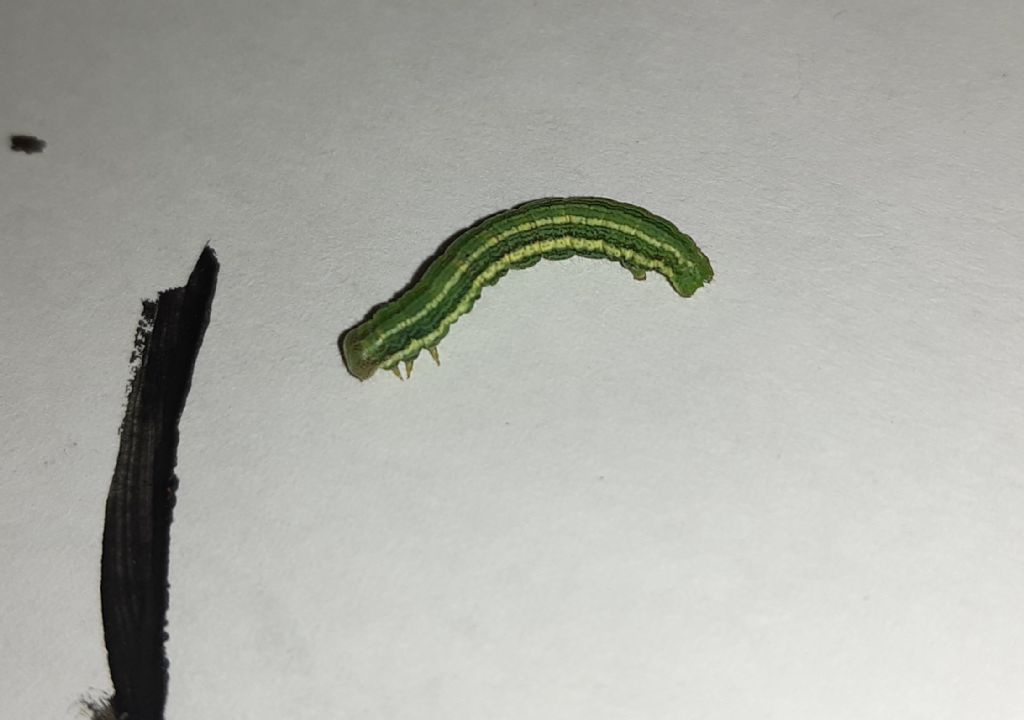 Larva verde di geometridae