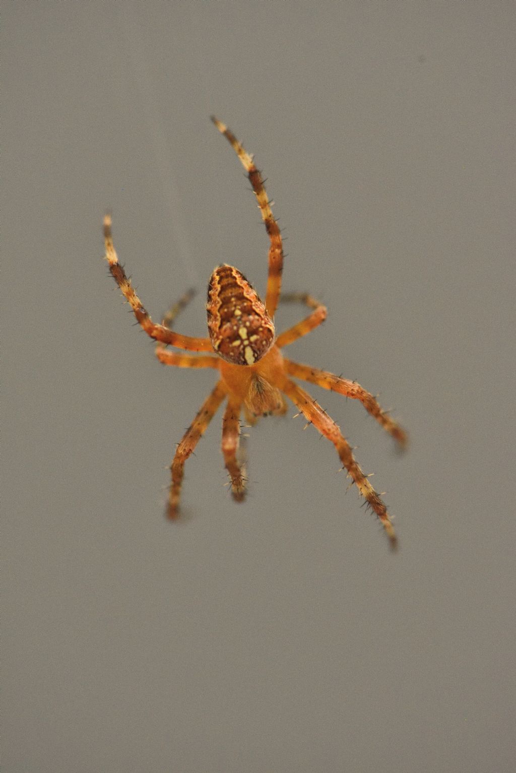 Pisaura sp. e Araneus diadematus - Pavia