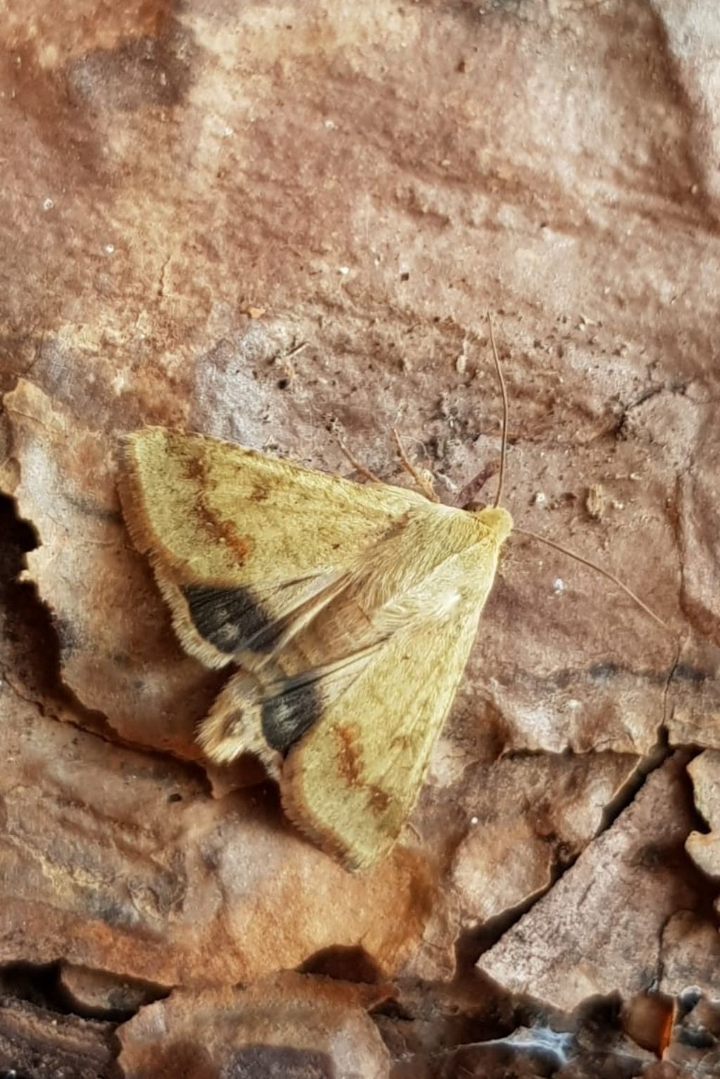 Falena da identificare: Helicoverpa armigera - Noctuidae