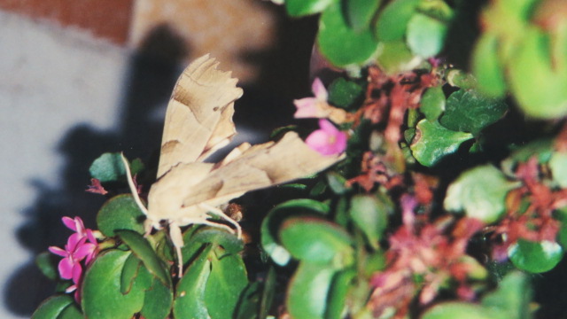 Di quale specie di Falena si tratta? Marumba quercus, Sphingidae