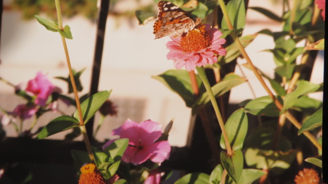 Quale specie di Farfalla - Vanessa cardui, Nymphalidae