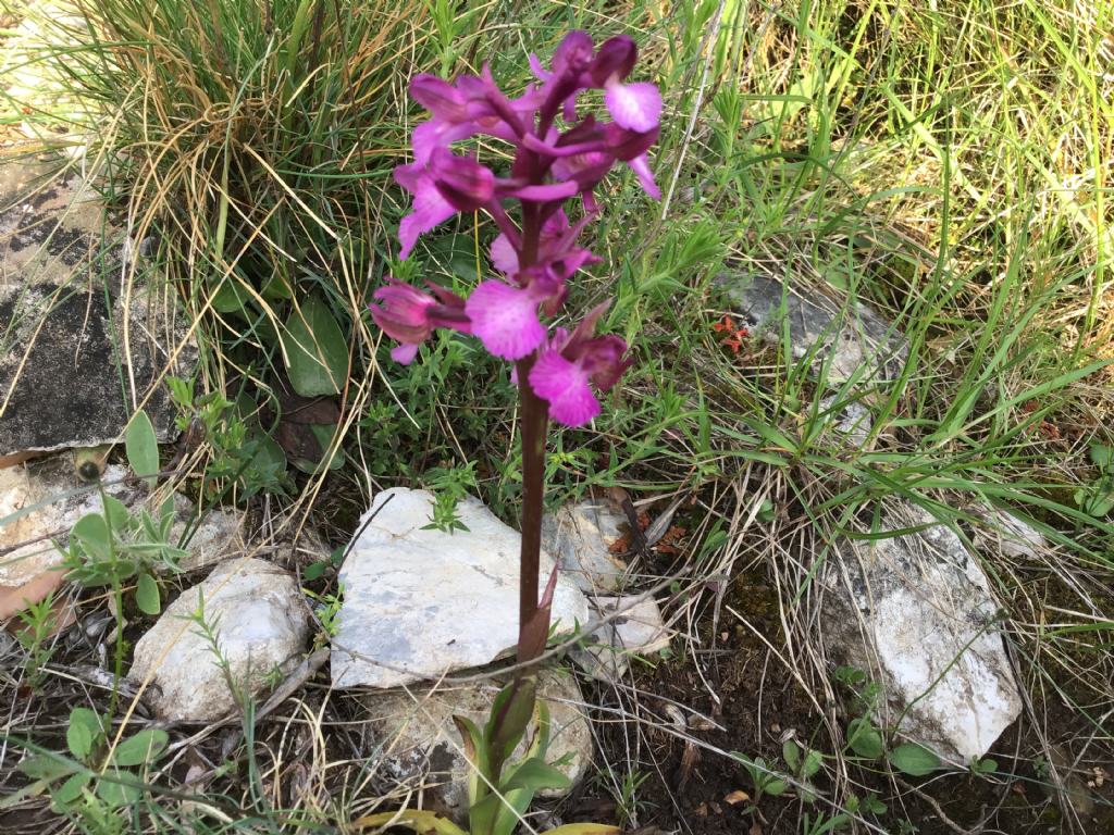 Anacamptis gennarii X ?