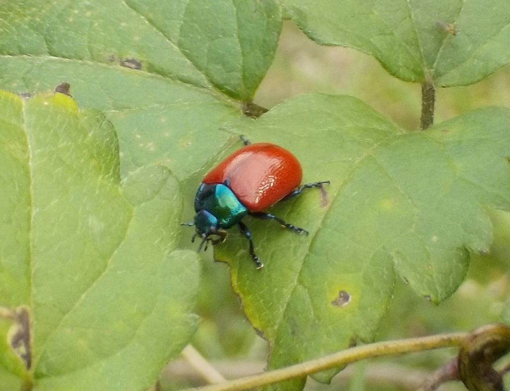 Chrysomelidae: Chrysolina grossa