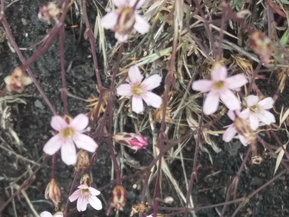 Garofanina? pendici dell''Etna