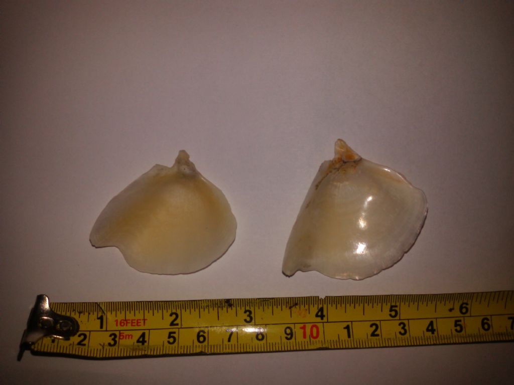 conchiglia da determinare please!
