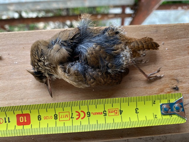 Giovane di pettirosso?  No, scricciolo comune (Troglodytes troglodytes)