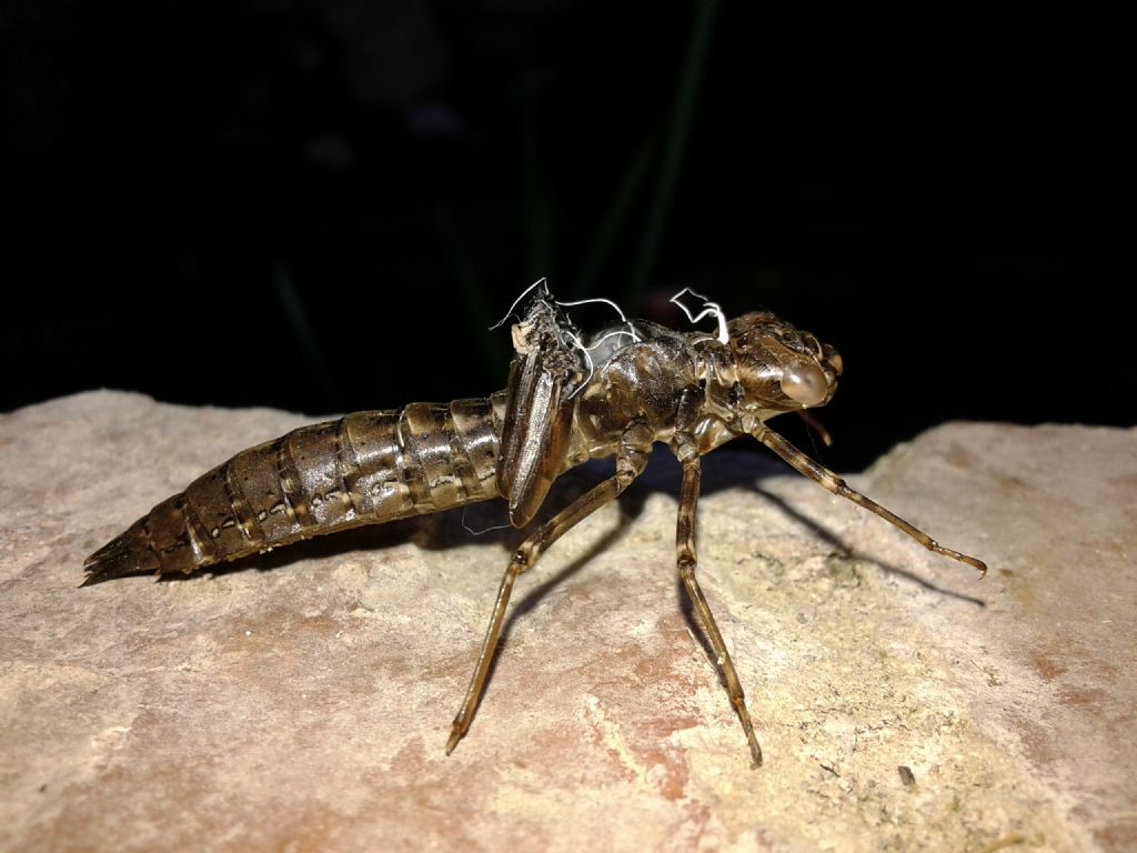 Esuvia.... Aeshna cyanea