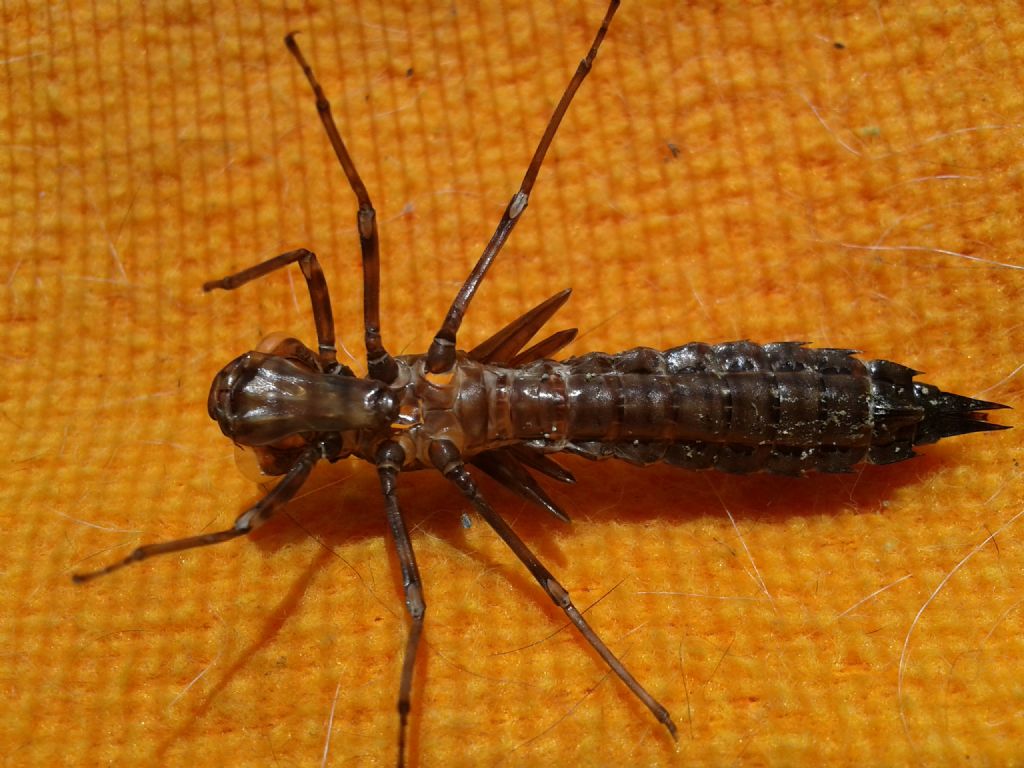 Esuvia.... Aeshna cyanea