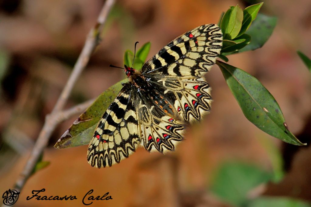 Zerynthia cassandra