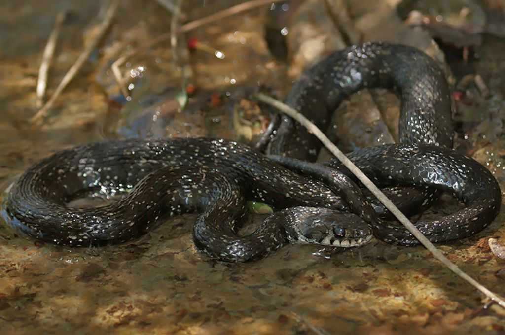 Natrix melanotica? ?