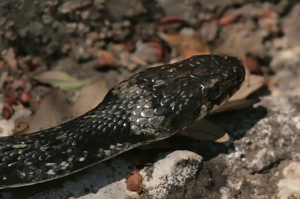 Natrix melanotica? ?