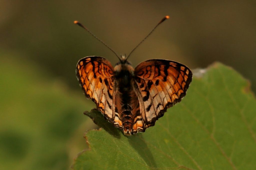 Id farfalla - Nymphalidae: cfr. Melitaea phoebe (aberrante)