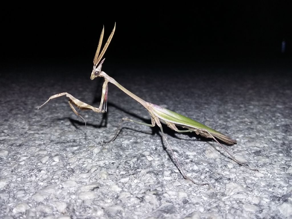 Empusa pennata???