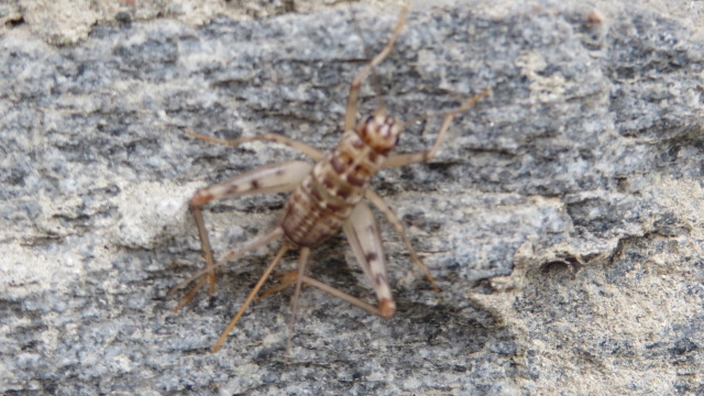 Gryllomorpha dalmatina (Gryllidae)