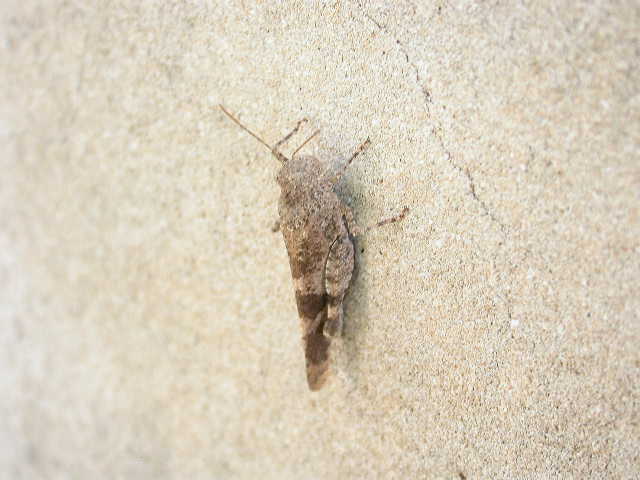 Acrididae: Aiolopus cfr. strepens strepens