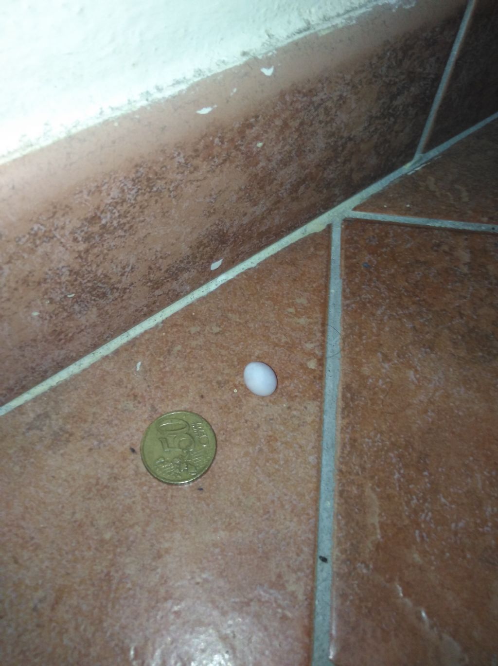 Uova di geco in casa