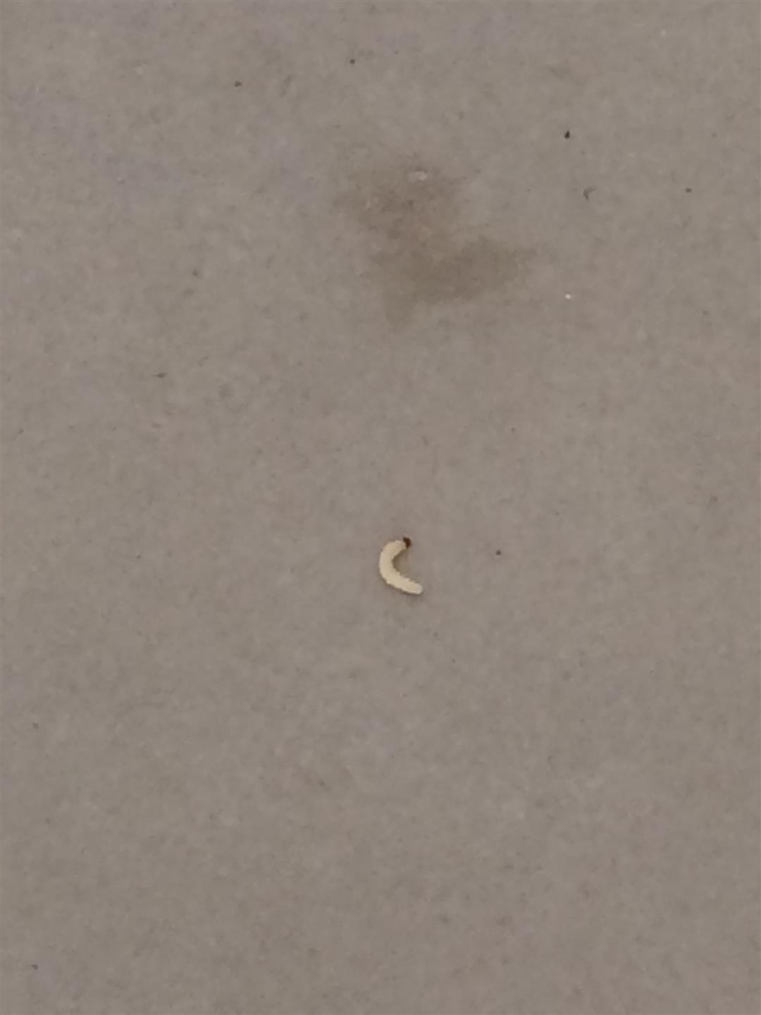 Bruco non identificabike