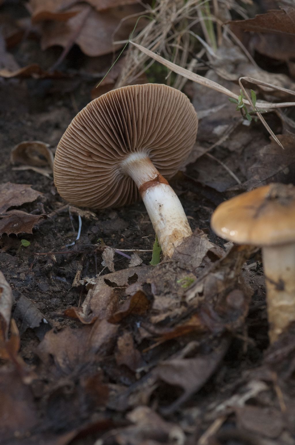 serie di funghi d determinare  1