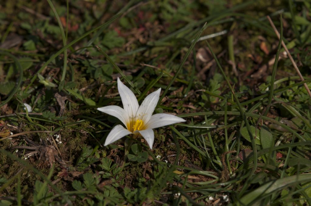 Romulea bulbocodium (Asparagales  - Iridaceae)